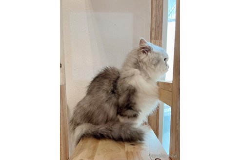 シエルくん1枚目