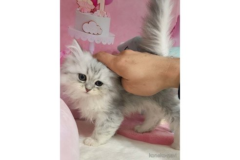 成約済の千葉県のマンチカン-107214の4枚目