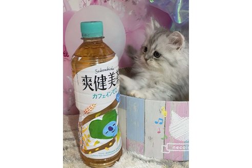 成約済の千葉県のマンチカン-107214の6枚目