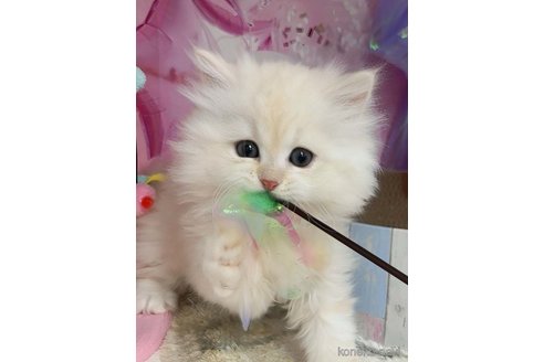 成約済の千葉県のマンチカン-107216の6枚目