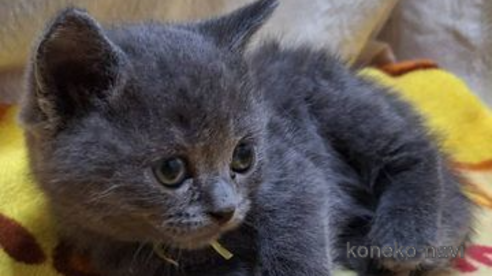 成約済の北海道のブリティッシュショートヘア-107245の3枚目