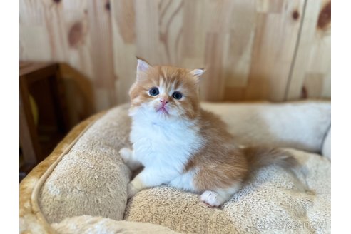 成約済の長野県のスコティッシュフォールド-107246の3枚目