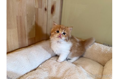成約済の長野県のスコティッシュフォールド-107246の5枚目