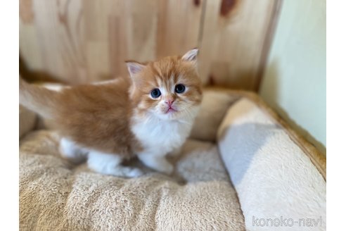 成約済の長野県のスコティッシュフォールド-107246の1枚目