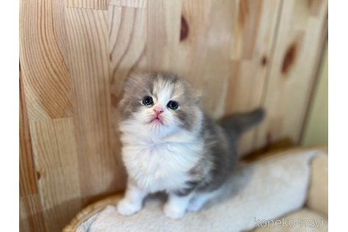 成約済の長野県のスコティッシュフォールド(折れ耳)-107247の4枚目