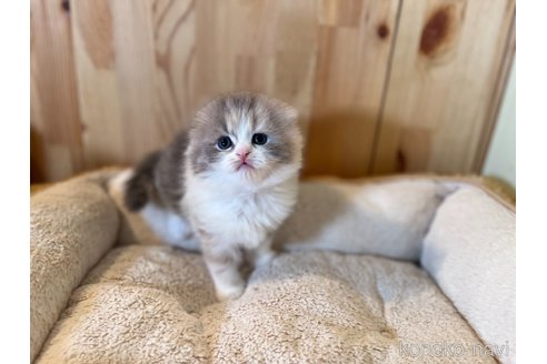 成約済の長野県のスコティッシュフォールド(折れ耳)-107247の5枚目