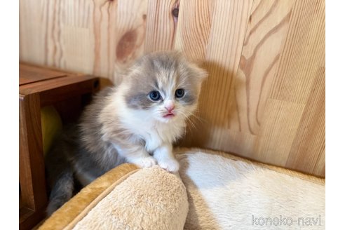 成約済の長野県のスコティッシュフォールド(折れ耳)-107247の8枚目