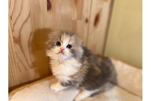 成約済の長野県のスコティッシュフォールド(折れ耳)-107247の9枚目