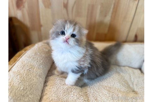 成約済の長野県のスコティッシュフォールド(折れ耳)-107247の3枚目