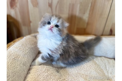 成約済の長野県のスコティッシュフォールド(折れ耳)-107247の2枚目