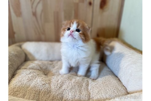 成約済の長野県のスコティッシュフォールド(折れ耳)-107248の5枚目
