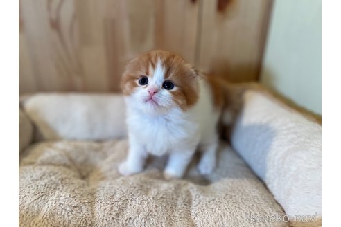 成約済の長野県のスコティッシュフォールド(折れ耳)-107248の2枚目
