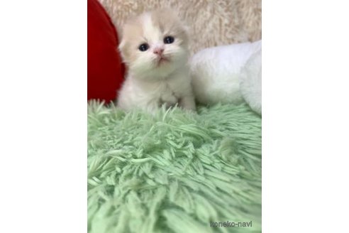 成約済の大阪府のスコティッシュフォールド(折れ耳)-107254の2枚目