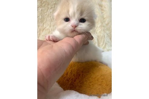 成約済の大阪府のスコティッシュフォールド(折れ耳)-107254の4枚目