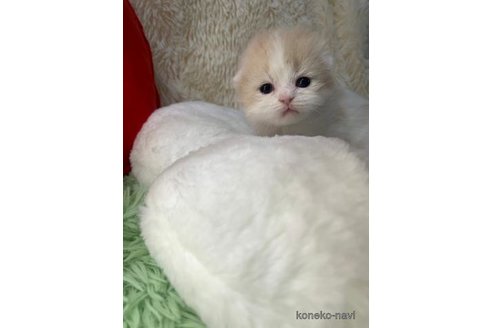 成約済の大阪府のスコティッシュフォールド(折れ耳)-107254の3枚目