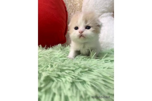 成約済の大阪府のスコティッシュフォールド(折れ耳)-107254の5枚目