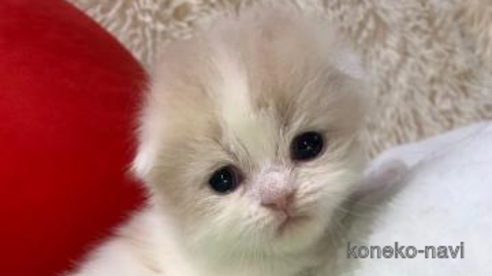 成約済の大阪府のスコティッシュフォールド(折れ耳)-107254