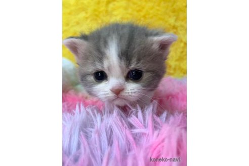 成約済の大阪府のスコティッシュフォールド-107255の2枚目