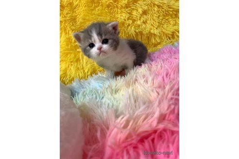 成約済の大阪府のスコティッシュフォールド-107255の3枚目