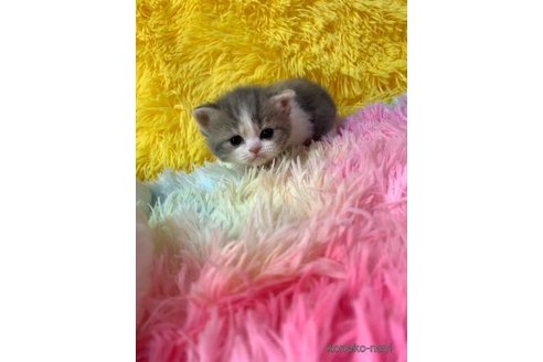 成約済の大阪府のスコティッシュフォールド-107255の5枚目