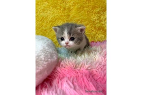 成約済の大阪府のスコティッシュフォールド-107255の4枚目