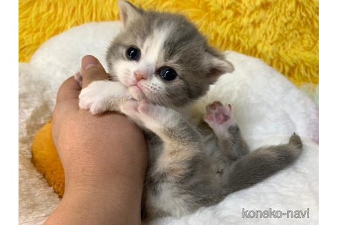 成約済の大阪府のスコティッシュフォールド-107255の1枚目