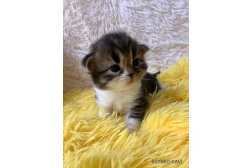 成約済の大阪府のスコティッシュフォールド(折れ耳)-107256の4枚目