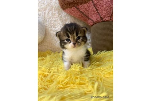 成約済の大阪府のスコティッシュフォールド(折れ耳)-107256の6枚目