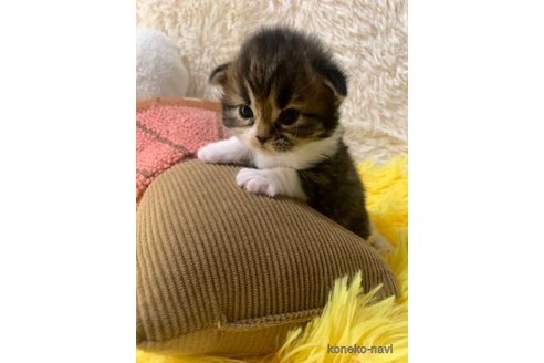 成約済の大阪府のスコティッシュフォールド(折れ耳)-107256の3枚目