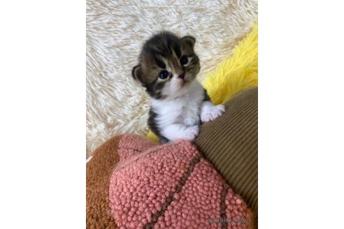 成約済の大阪府のスコティッシュフォールド(折れ耳)-107256の5枚目