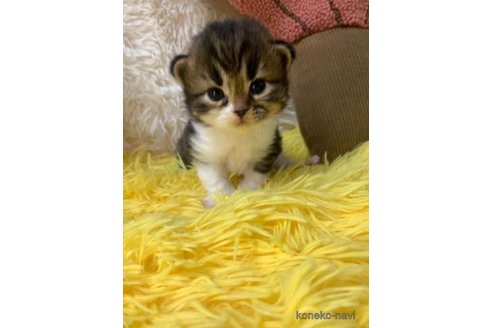 成約済の大阪府のスコティッシュフォールド(折れ耳)-107256の2枚目