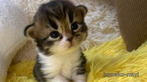 成約済の大阪府のスコティッシュフォールド(折れ耳)-107256の1枚目