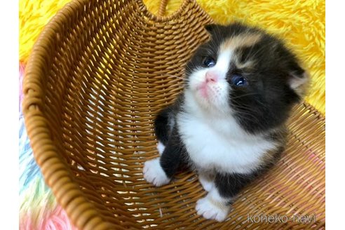 成約済の大阪府のスコティッシュフォールド-107257の3枚目