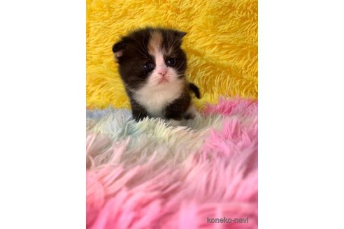 成約済の大阪府のスコティッシュフォールド-107257の4枚目