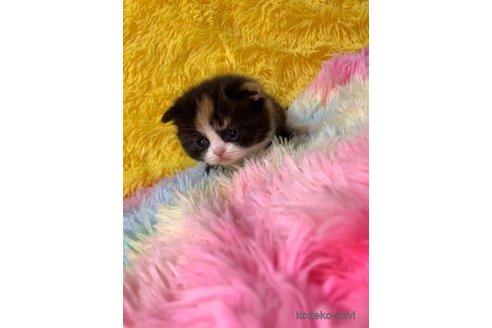 成約済の大阪府のスコティッシュフォールド-107257の5枚目