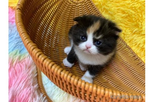 成約済の大阪府のスコティッシュフォールド-107257の6枚目