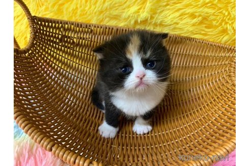 成約済の大阪府のスコティッシュフォールド-107257の1枚目