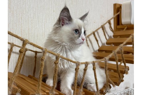 成約済の千葉県のラグドール-107292の9枚目