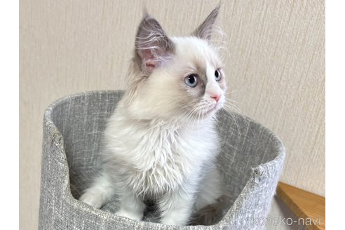 成約済の千葉県のラグドール-107292の2枚目