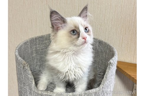 成約済の千葉県のラグドール-107292の3枚目