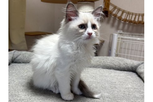 成約済の千葉県のラグドール-107292の6枚目