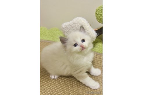 成約済の神奈川県のラグドール-105883の3枚目
