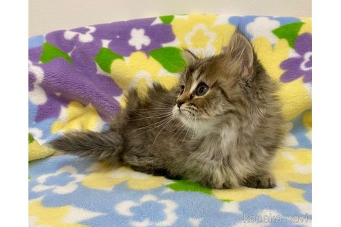 成約済の神奈川県のマンチカン-104079の7枚目
