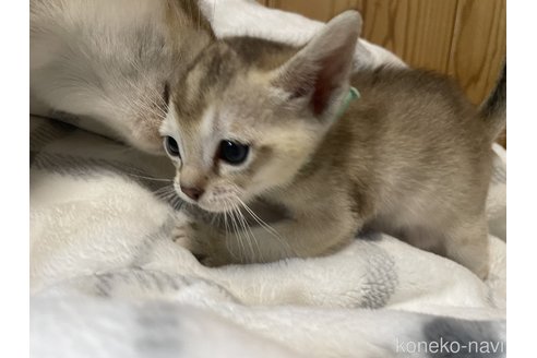成約済の広島県のシンガプーラ-104783の3枚目