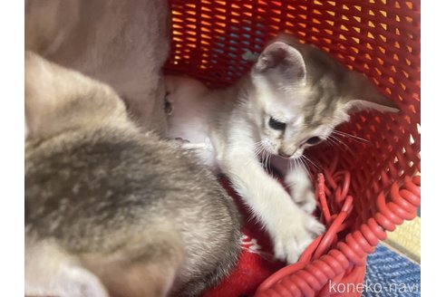 成約済の広島県のシンガプーラ-104783の2枚目