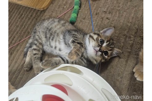 成約済の福岡県のマンチカン-103947の5枚目