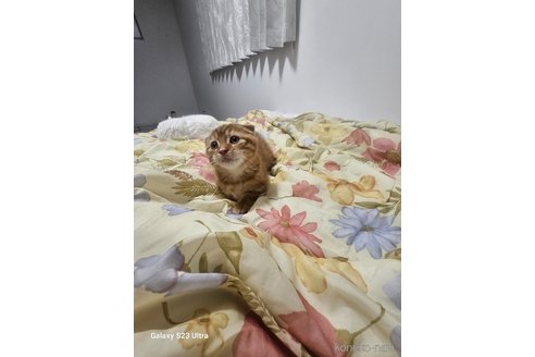 成約済の福岡県のマンチカン(短足)-102186の7枚目