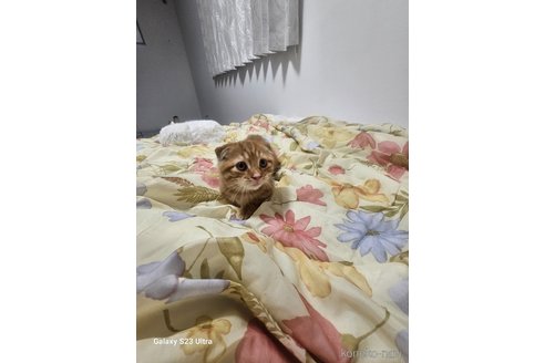 成約済の福岡県のマンチカン(短足)-102186の6枚目