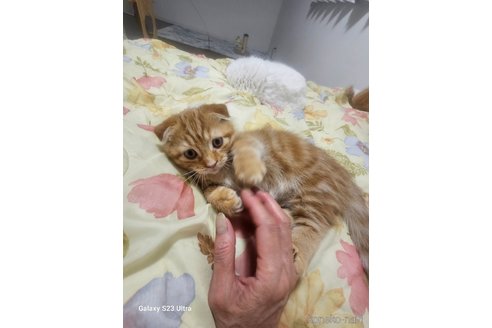 成約済の福岡県のマンチカン(短足)-102186の4枚目