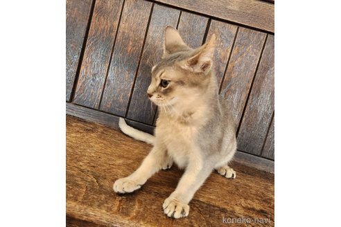 販売中の大阪府のアビシニアン-107321の5枚目